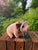 Plush Piggy
